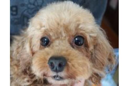 販売中のトイプードルの親犬